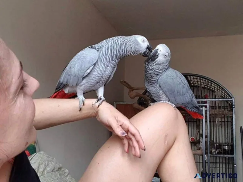 Super Friendly African Grey Parrots-Congo