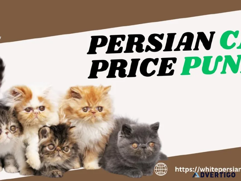 Persian Cat Price Pune  Comprehensive Guide 2023