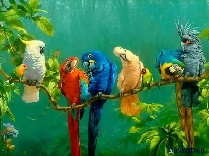Discover the Enchantment of Exotic Birds at Barasat Bird Shop