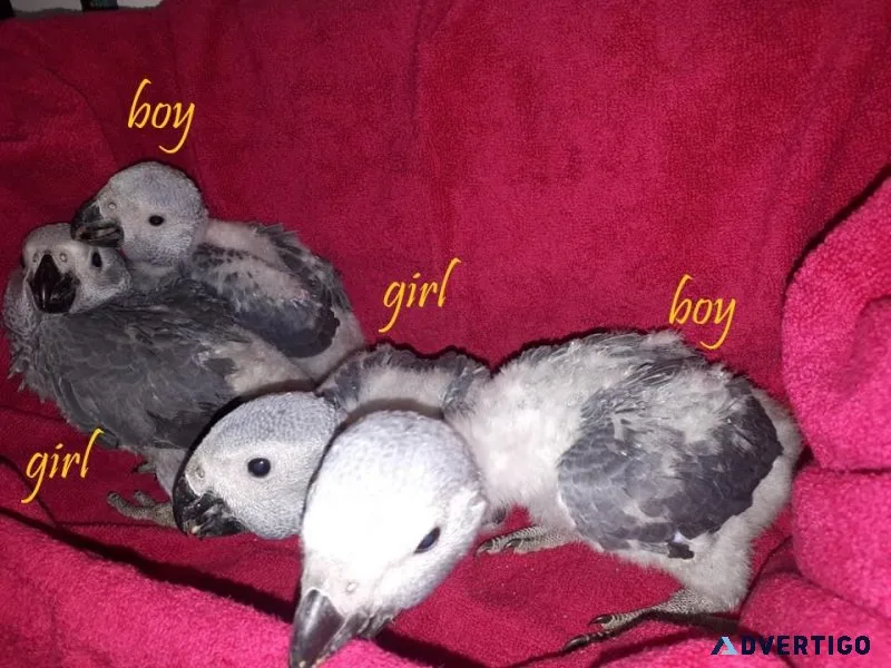 Well tamed babies African Greys for sale