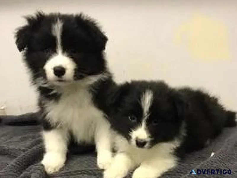 Border Collie pups for Adoption Ready