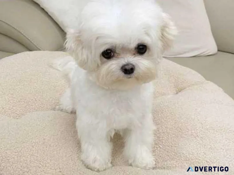 ...Awesome T-Cup Maltese Puppies Available...