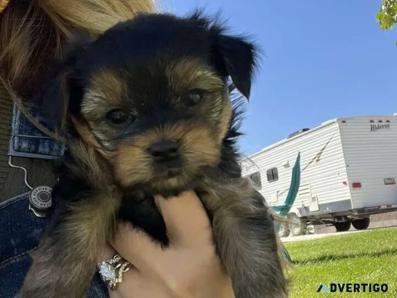 Two Yorkies Male and Female 350