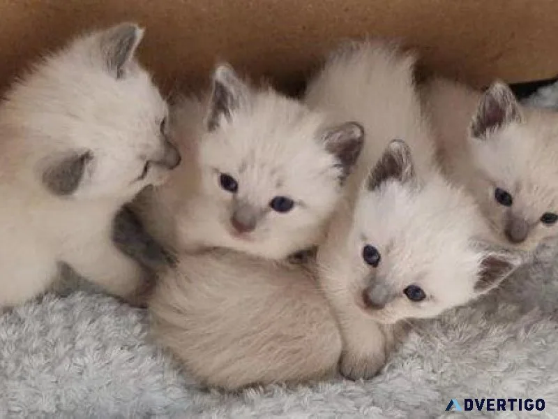 Beautiful traditional pedigreeGCCF registered Siamese kits