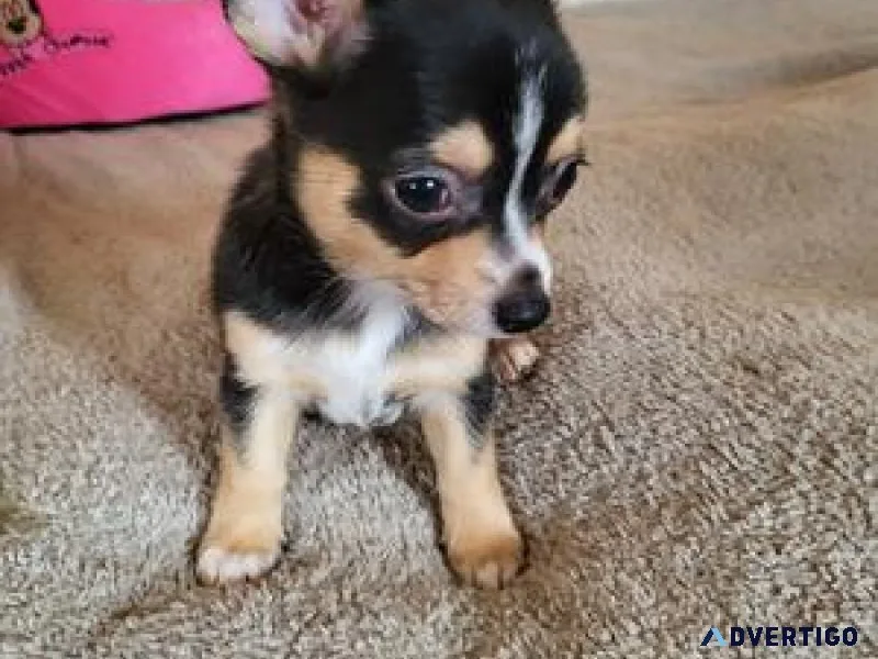 Pre-spoiled Chihuahua Puppies