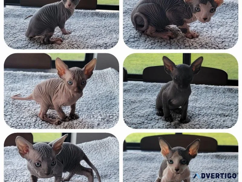 Sphynx Kittens