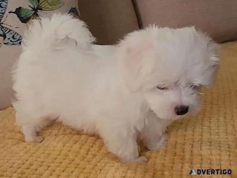 bhrtjt Maltese puppies