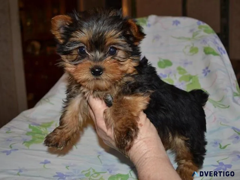 htyhj    Top Quality Yorkshire terrier puppies