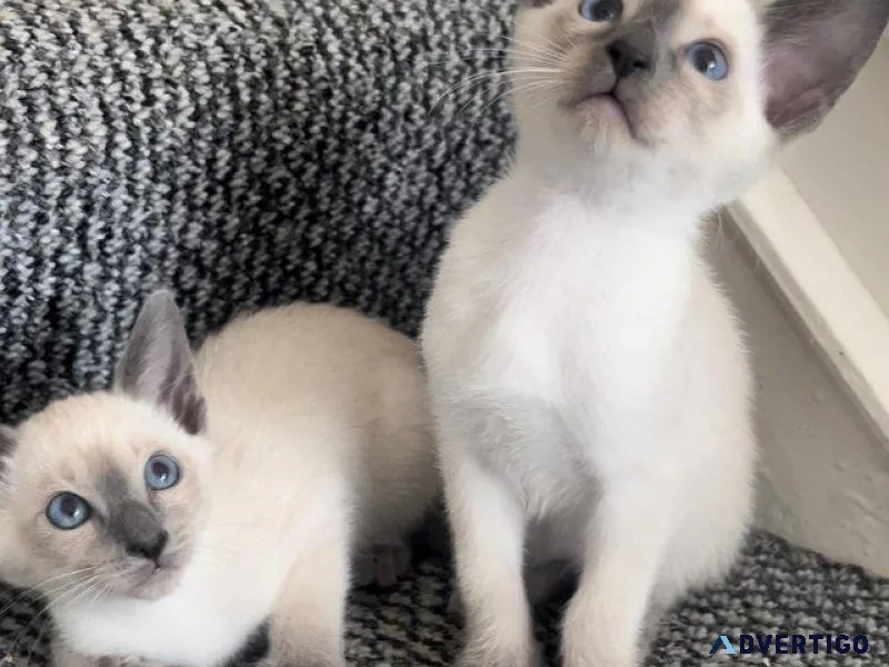 Stunning Siamese kittens blue point
