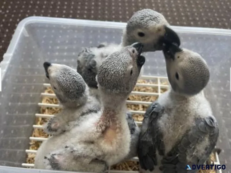 Babies African Grey Parrots available
