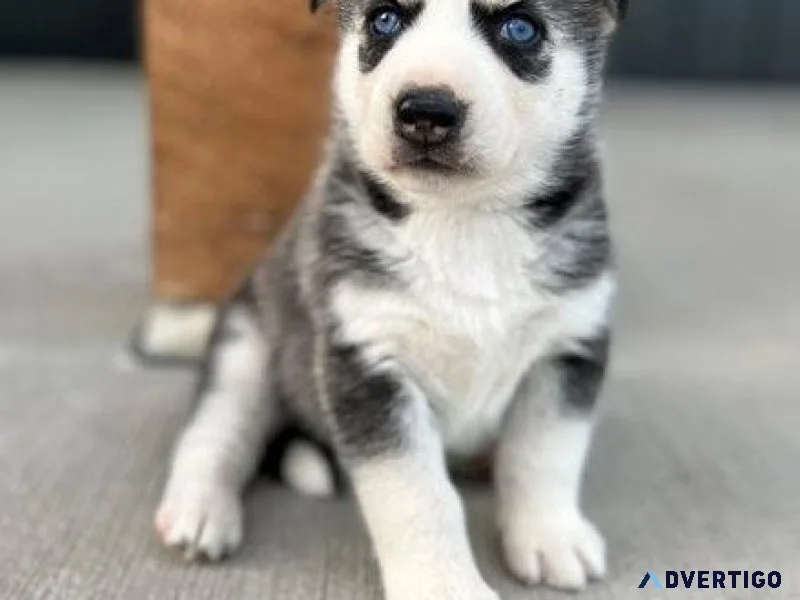 Registered Siberian Huskies