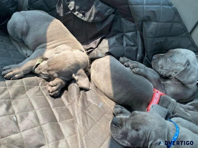 Lovely Great dane puppies available now