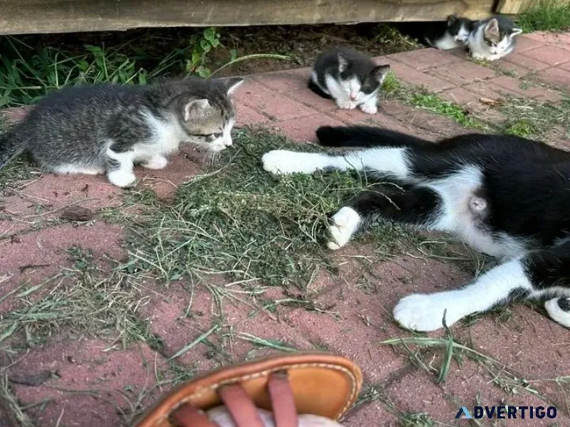 Kittens