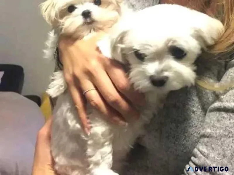 Wonderful Precious Maltese Puppies
