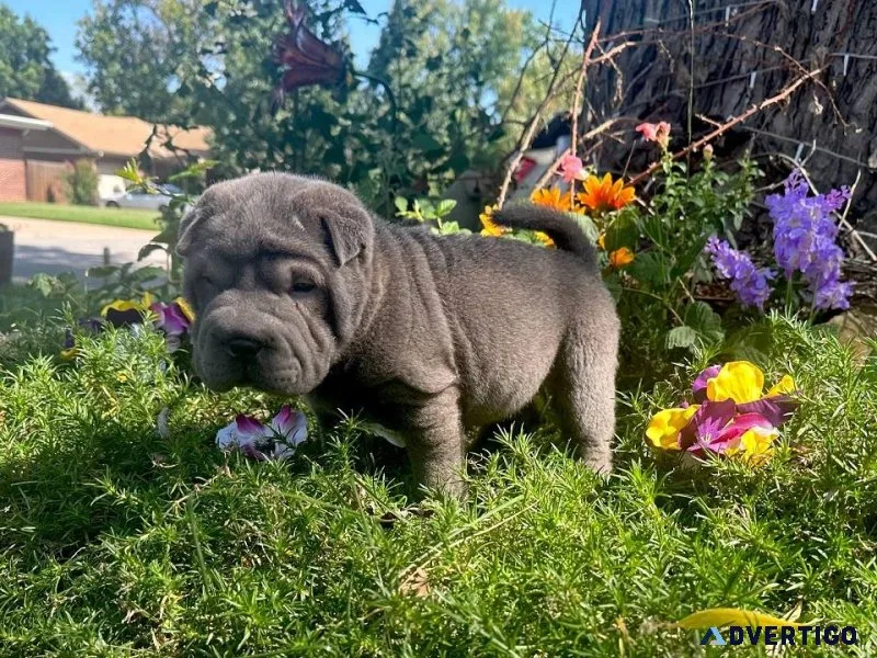 Available Chinese  Shar Pei