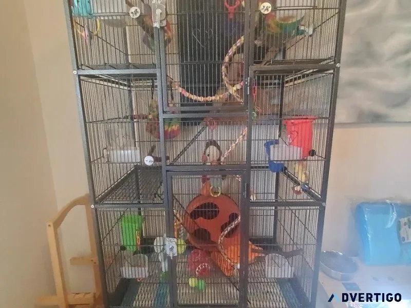 Sugar glider