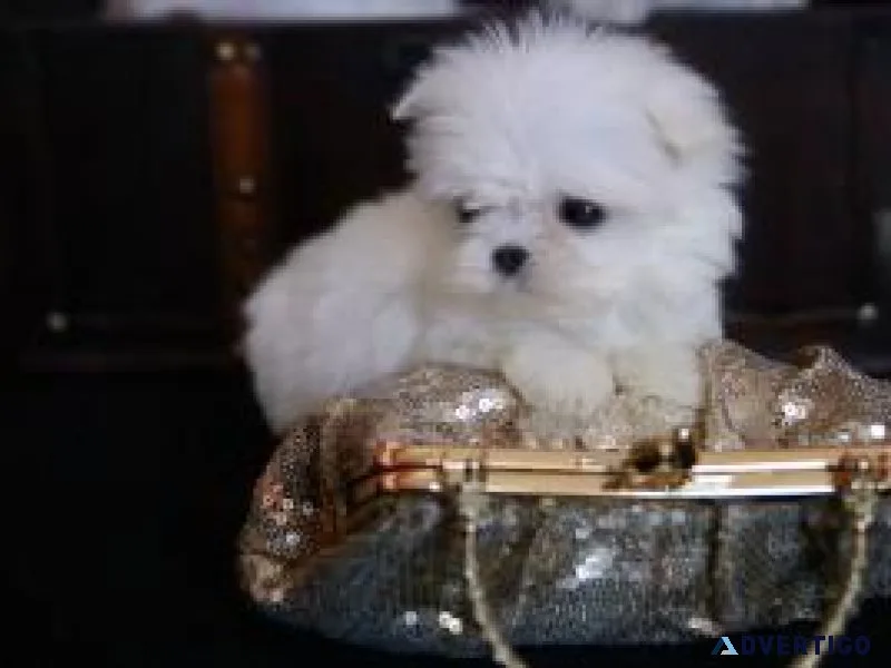 Teacup Maltese Puppies For Adoption.
