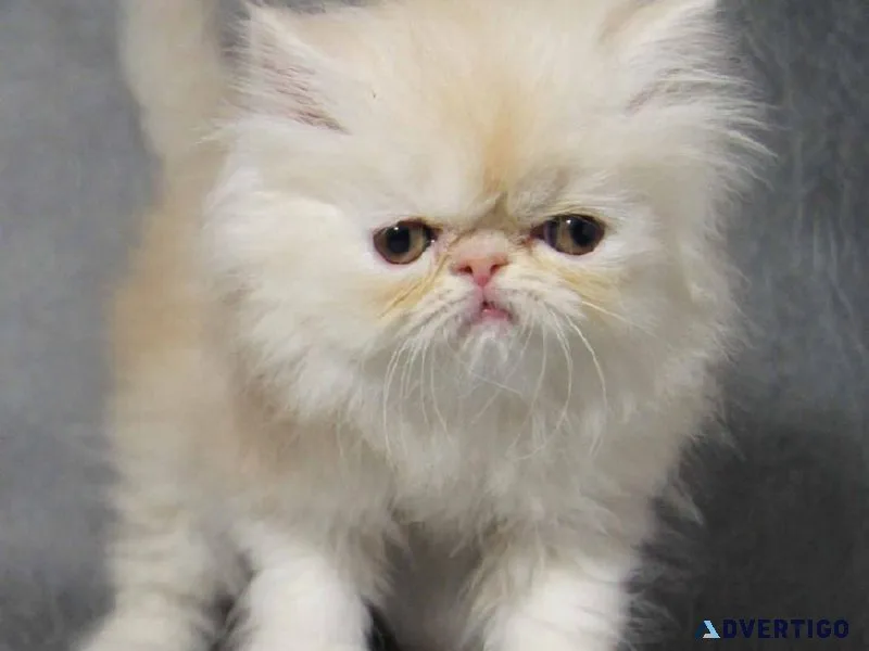 Persian kittens