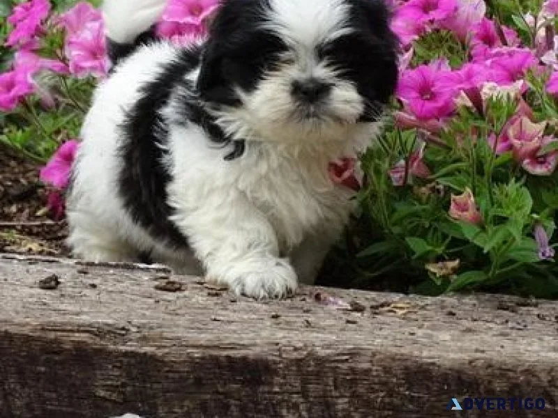Male and female Shih Tzu Puppies