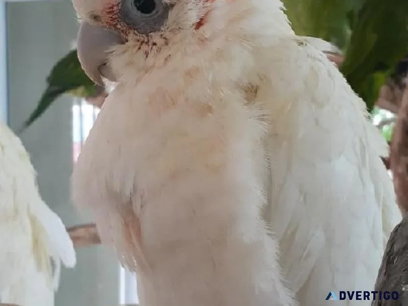 Bare Eyed Cockatoo Baby