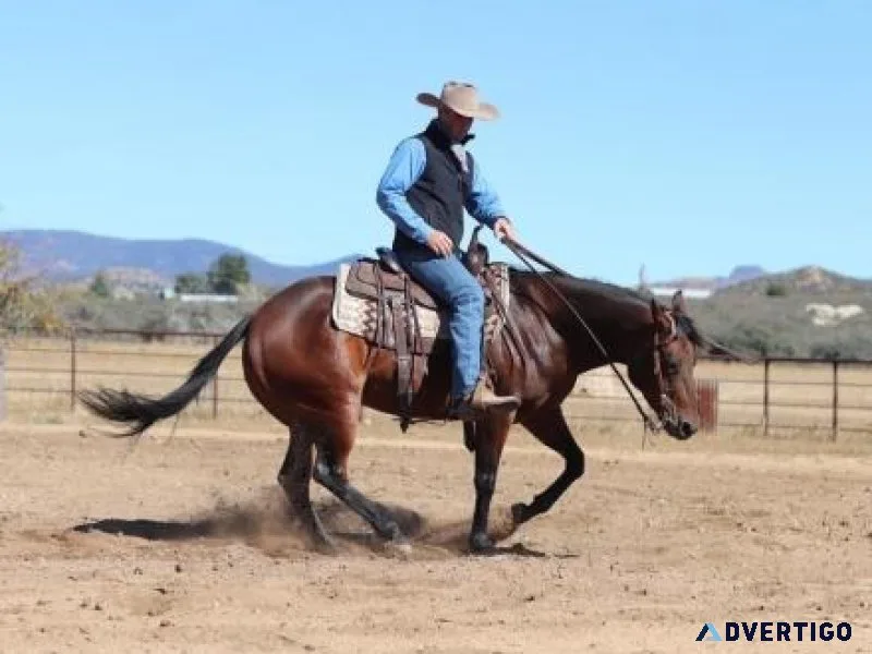 5 Year Old AQHA Gentle Mare ShowPleasure