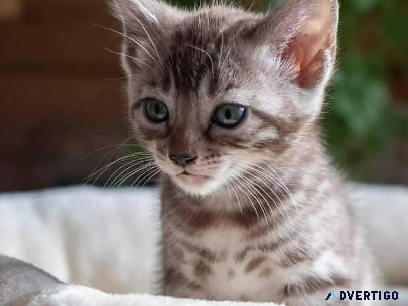 Lovely Bengal Kitten for rehoming