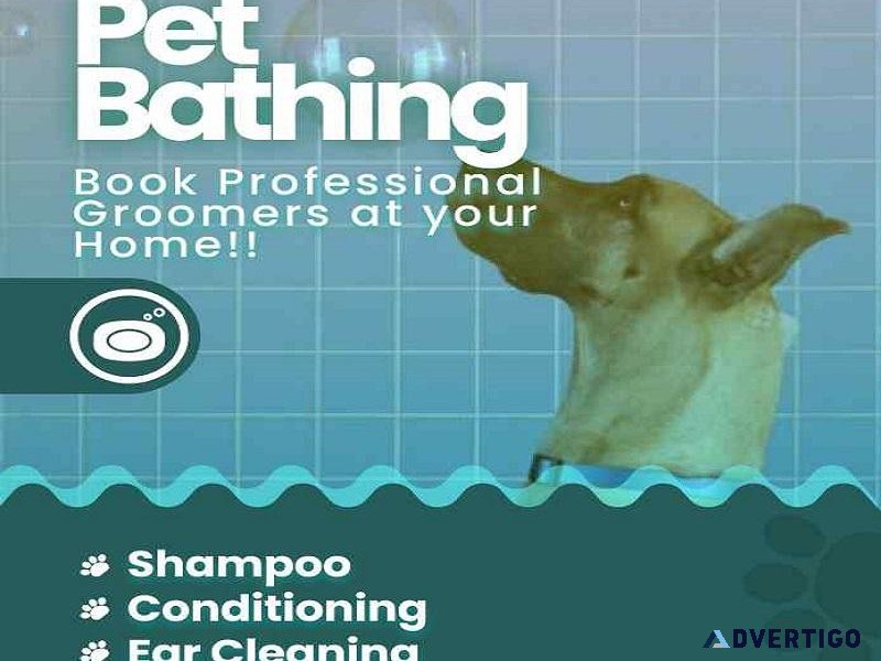 Dog Groomers in Delhi