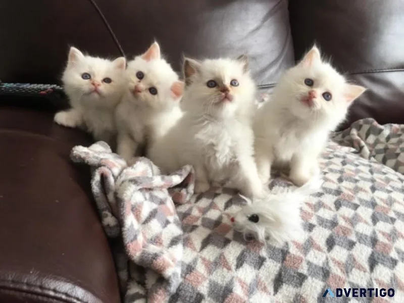 Birman Kittens.