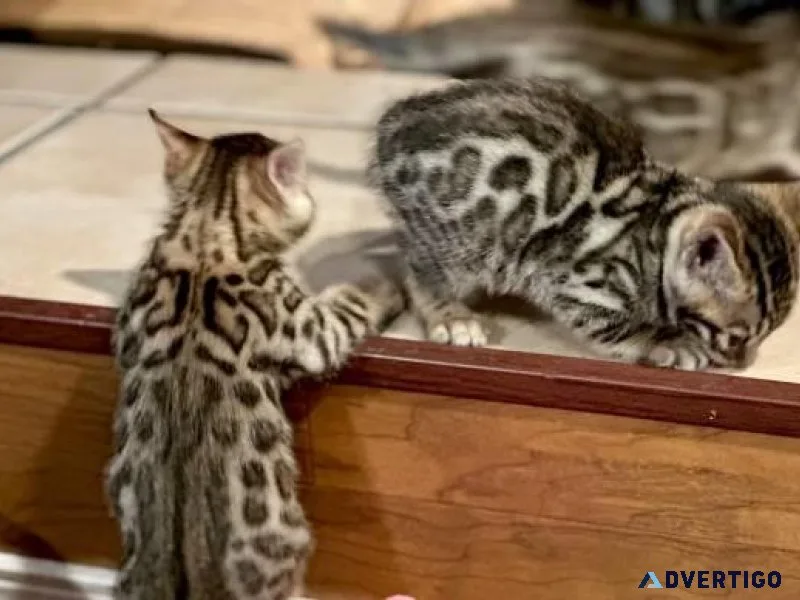 BENGAL KITTENS
