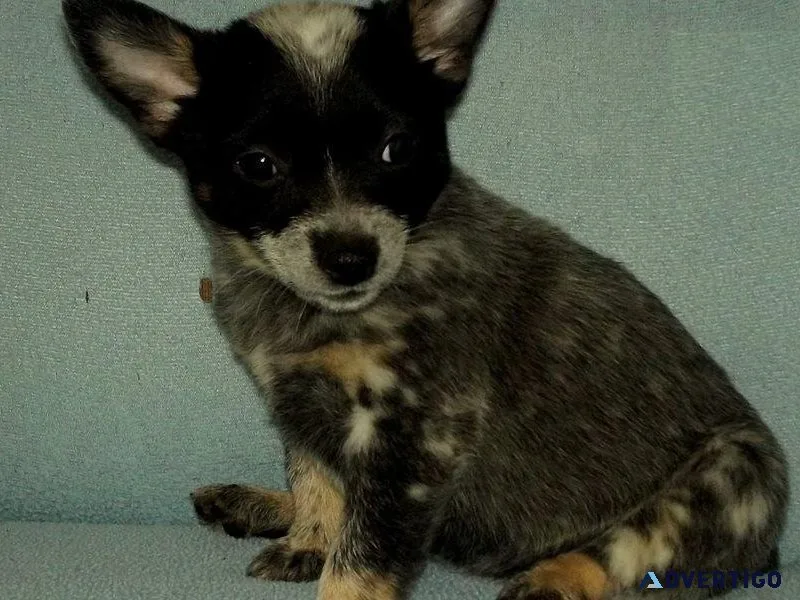 Lovely Australian Cattle DogBlue Heeler puppies