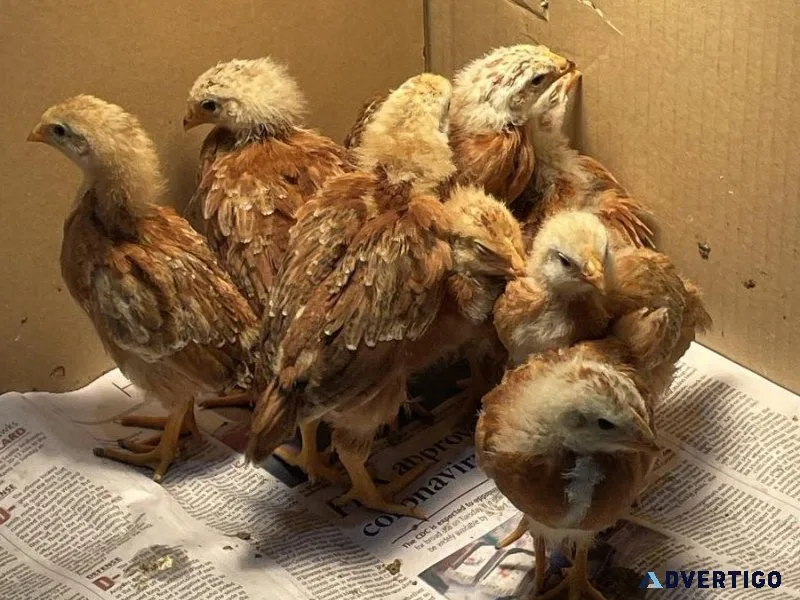 New Hampshire Red Chicks For Sale