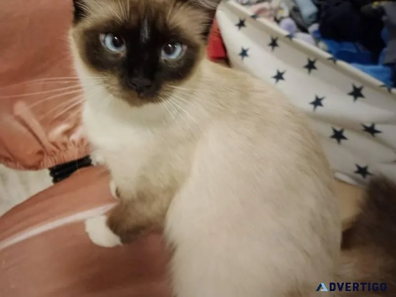 Gorgeous litter of purebred Seal point Ragdoll kittens