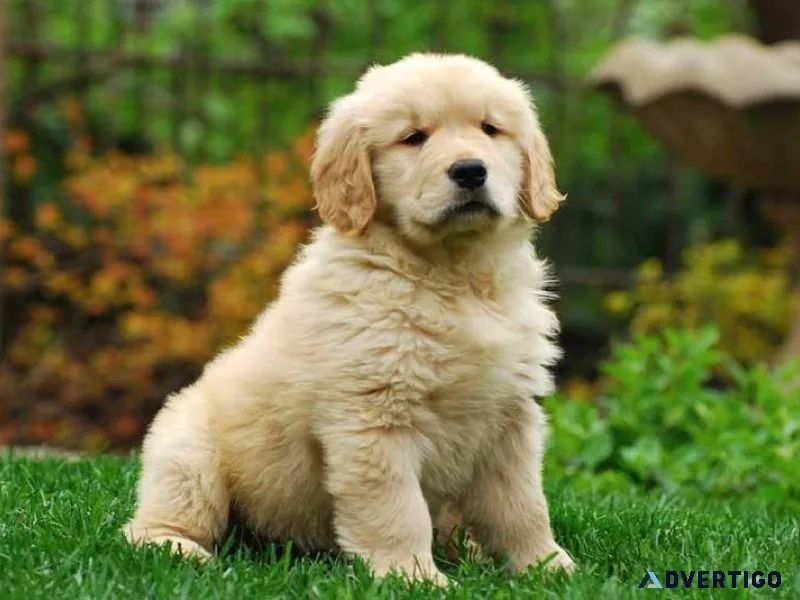 Goldern retriever  available....7300930 479