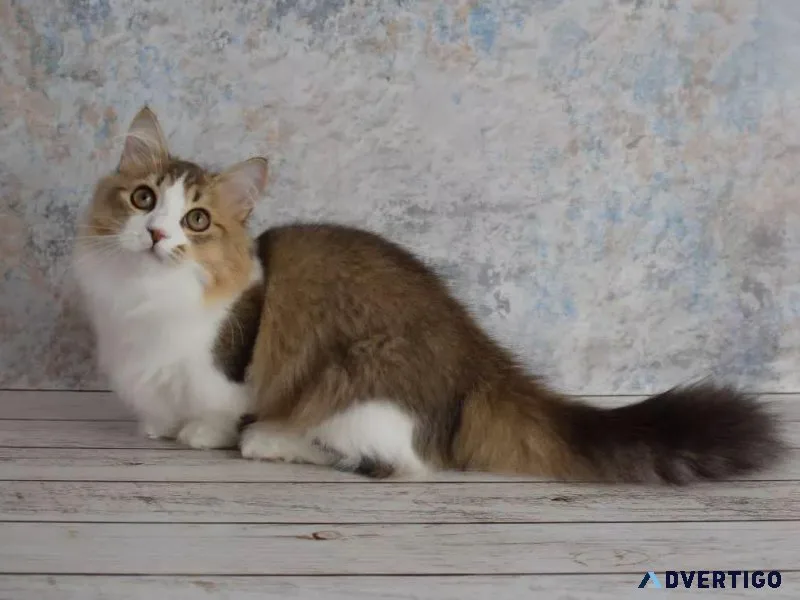 Available kitten