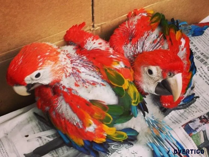 Well Tamed Babies Scarlet Macaws available