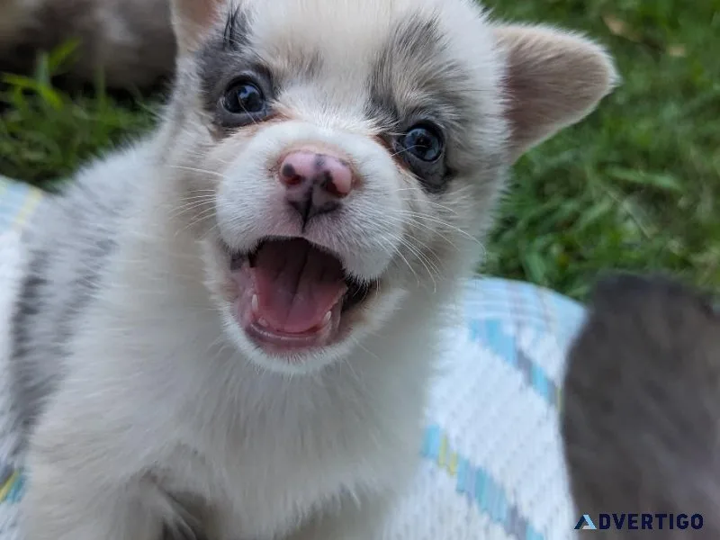Corgi puppies