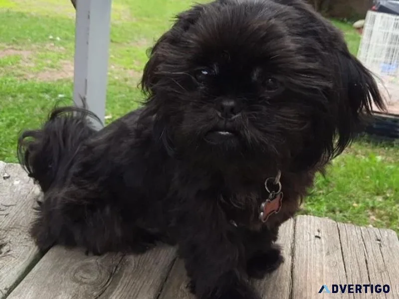 Male registered shih-tzu puppy