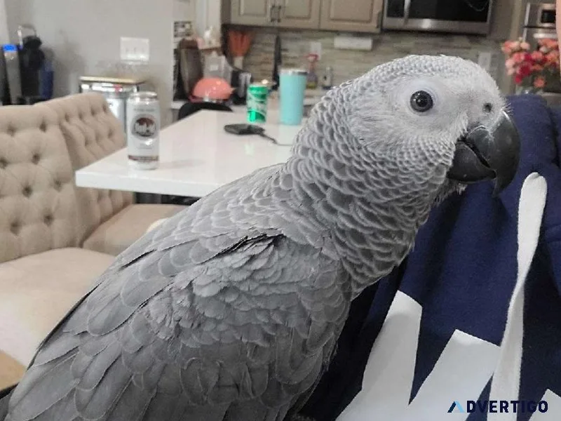 Congo African Grey Parrot