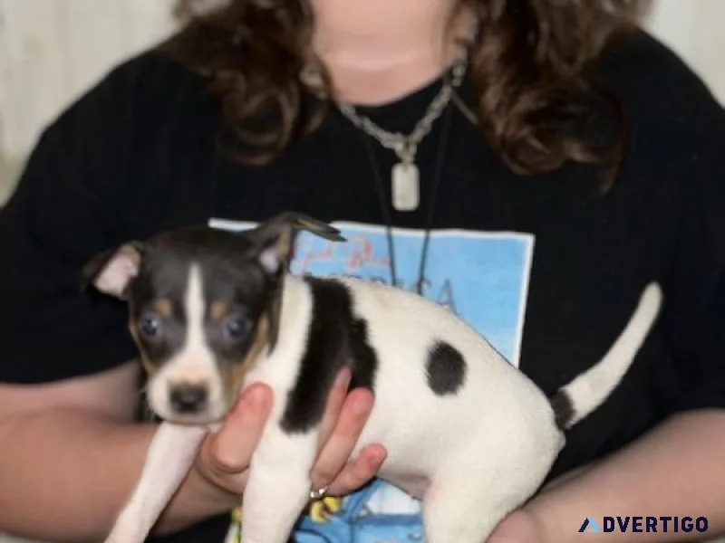 Rat Terrier Puppies