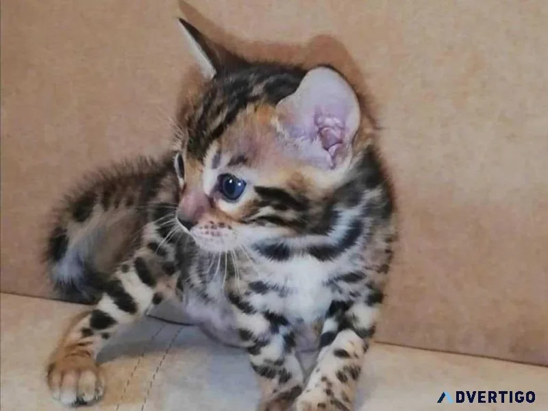 TICA registered purebred Bengal