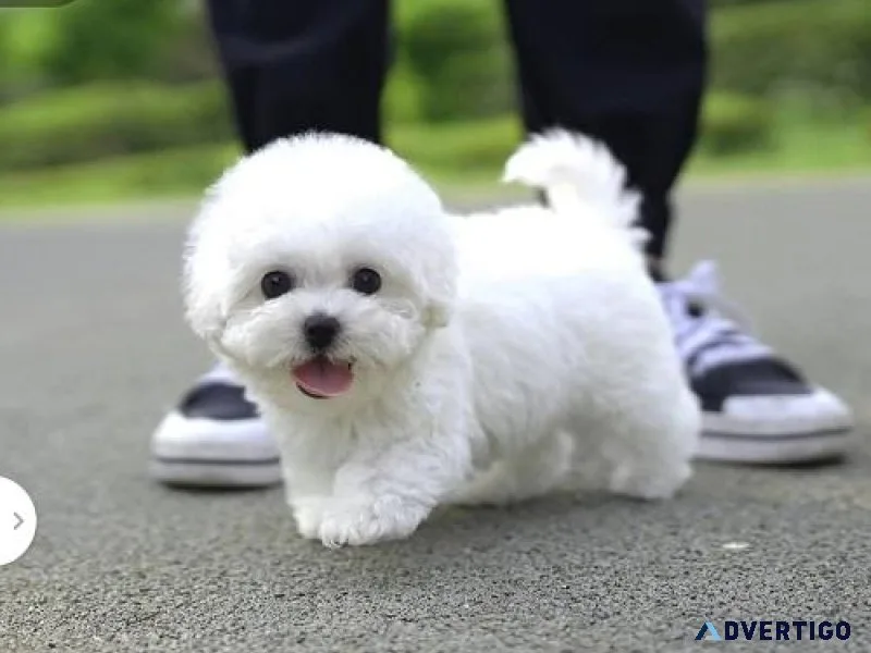 Teacup Maltese puppies male and female