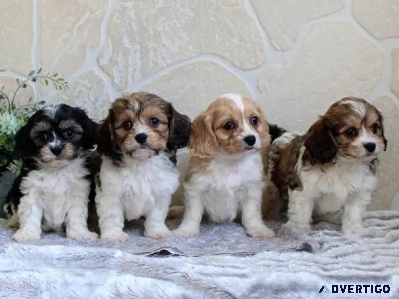 Sweet Cavachon Puppies For Sale