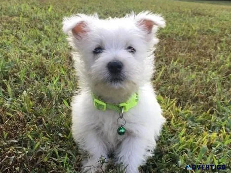 Gorgeous West Highland White Terrier Puppies