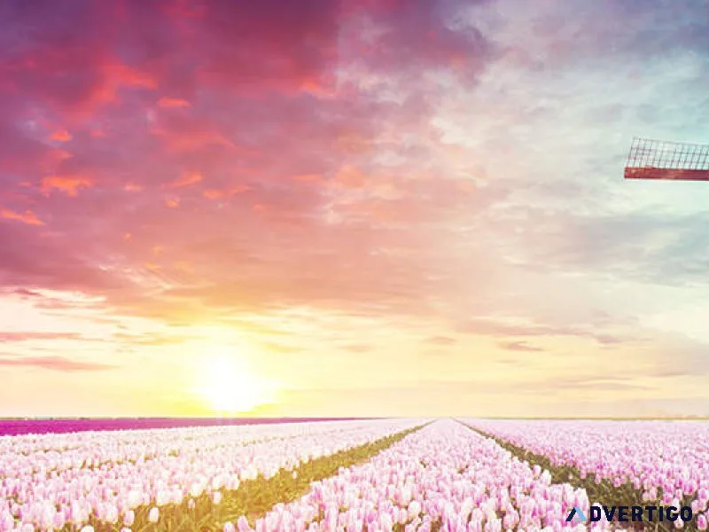 Experience the beauty and peace of netherlands