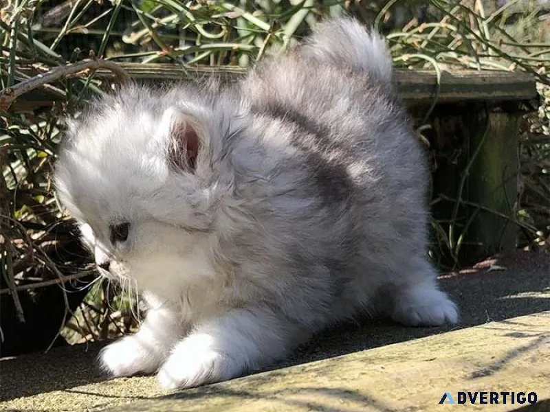 Beautiful Persian Kittens.