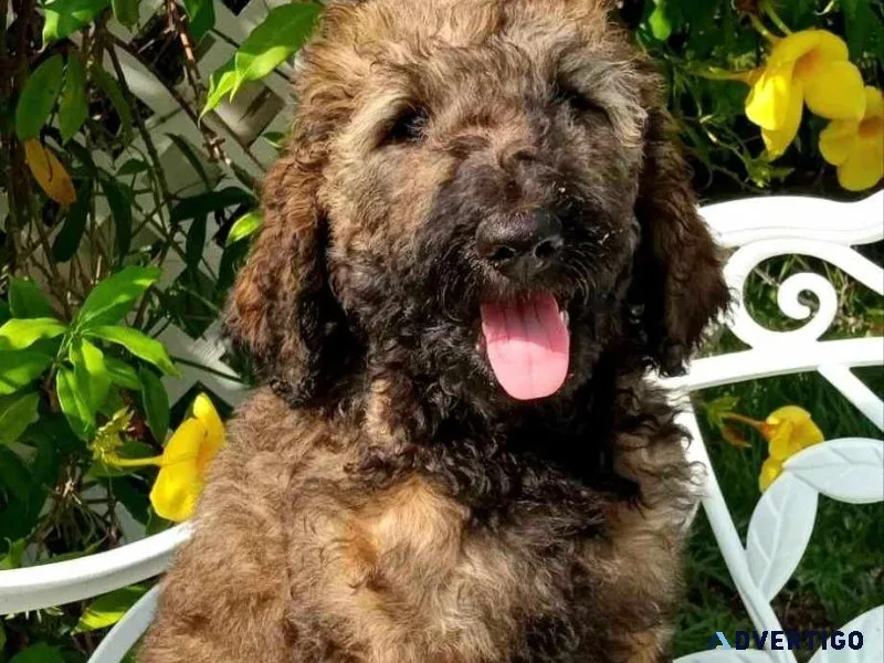 Medium goldendoodles