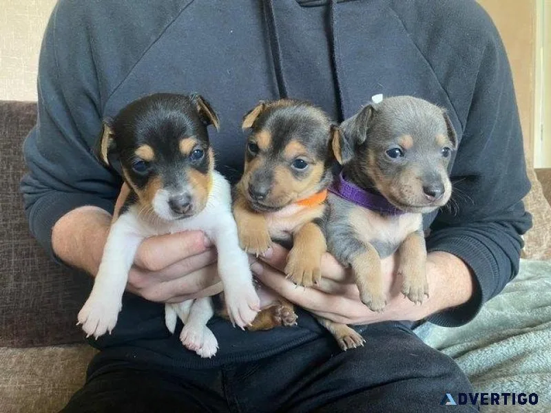 Jack Russel Terrier Puppies