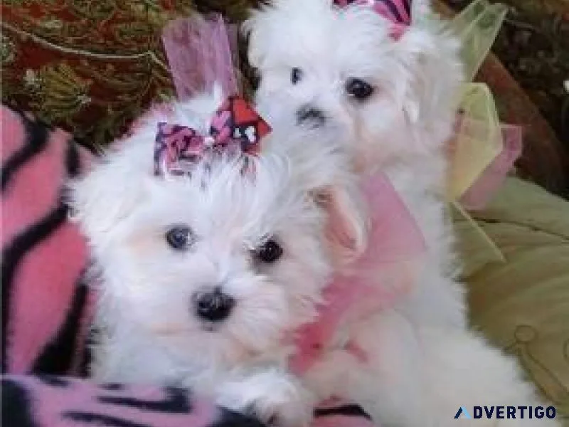 Super Beautiful T-cup Maltese puppies