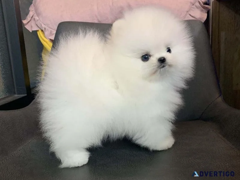 Adorable Pomeranian Puppies