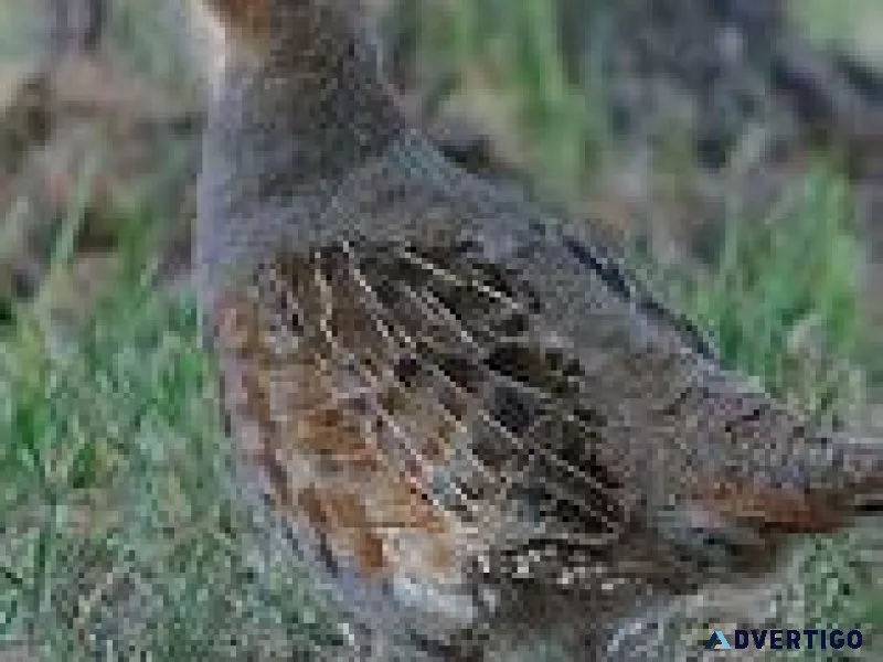 Hungarian Partridge for Sale